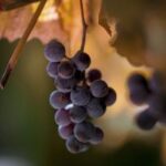 2025056期双色球开奖号码已公布,快来看看你中奖了吗? g4wcv1s1b