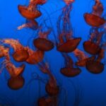 2025040期开奖结果最新公布与详细分析 tsjs6a56u